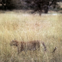 Picture of leopard walking in long grass in east africa