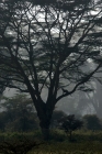 Picture of leopard yawning in a tree in kenya