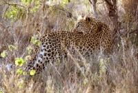 Picture of Leopard