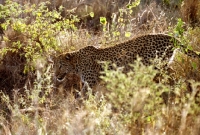 Picture of Leopard