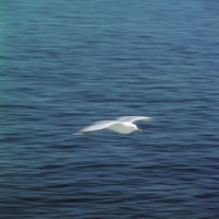 Picture of lesser black-backed gull flying over the sea off scandinavia