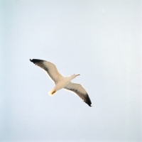 Picture of lesser black-backed gull off scandinavia