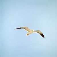 Picture of lesser black-backed gull off scandinavia