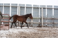 Picture of letting Morgan Horse into field