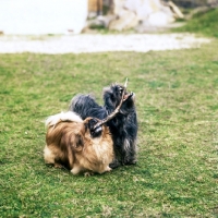 Picture of lhasa apso and pekingese playing with a stick