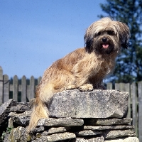 Picture of lhasa apso cross on stone wall