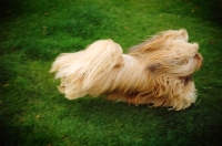 Picture of lhasa apso galloping at full stretch