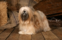 Picture of Lhasa Apso in barn