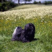 Picture of lhasa apso in spring