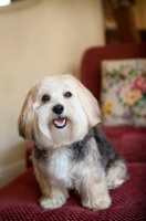 Picture of lhasa apso mix sitting