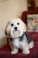 Picture of lhasa apso mix sitting