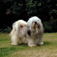 Picture of lhasa apso on grass