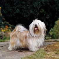 Picture of lhasa apso on path