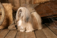 Picture of Lhasa Apso standing on wooden floor