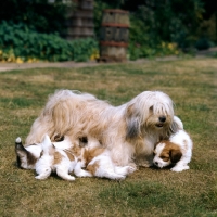 Picture of lhasa apso with four puppies