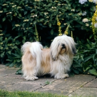 Picture of lhasa apso with hair in front of eyes
