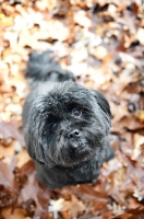 Picture of Lhasa Apso