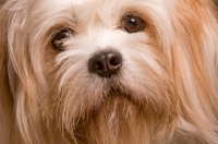 Picture of Lhasalier (Cavalier King Charles Spaniel cross Lhasa Apso Hybrid Dog) close up