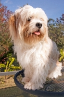 Picture of Lhasalier (Cavalier King Charles Spaniel cross Lhasa Apso Hybrid Dog)