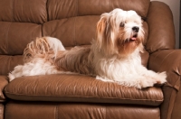 Picture of Lhasalier (Cavalier King Charles Spaniel cross Lhasa Apso Hybrid Dog) on leather sofa