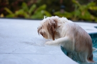 Picture of Lhasalier (Cavalier King Charles Spaniel cross Lhasa Apso Hybrid Dog) climbing out of pool
