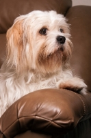 Picture of Lhasalier (Cavalier King Charles Spaniel cross Lhasa Apso Hybrid Dog)