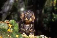 Picture of lieblings just a jest, wirehaired dachshund on mossy bank