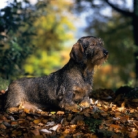 Picture of lieblings nobody's fool, wire haired dachshund in autumn scene