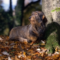 Picture of lieblings nobody's fool, wire haired dachshund among leaves