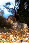 Picture of lieblings nobody's fool, wirehaired dachshund
