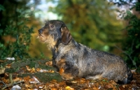 Picture of lieblings nobody's fool, wirehaired dachshund in woods