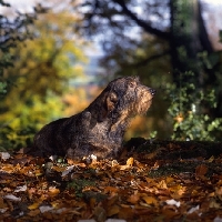 Picture of lieblings nobody's fool, wirehaired dachshund in autumn scene