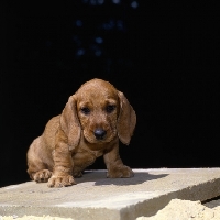 Picture of lieblings puppy, wire haired dachshund puppy on tile