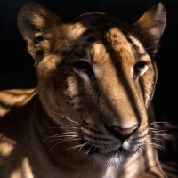 Picture of liger, hybrid cross, lion x tiger in khartoum zoo