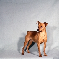 Picture of light brown miniature pinscher 