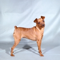 Picture of light brown miniature pinscher, posed