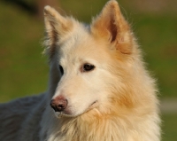 Picture of light coloured German Shepherd Dog
