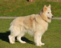 Picture of light coloured German Shepherd Dog, side view