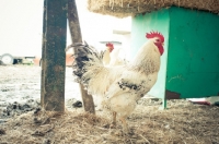 Picture of Light Sussex Cockerel in barn