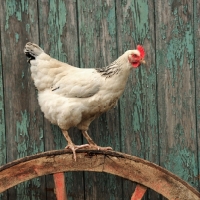 Picture of light sussex hen perching on an old cart wheel in a farmyard