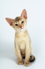 Picture of lilac abyssinian kitten on white background