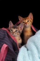 Picture of lilac and chocolate aby kittens in a bag