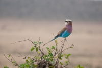 Picture of Lilac Breasted Roller perched on top of a bush in Kenya