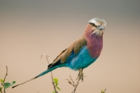 Picture of Lilac Breasted Roller sitting on a twig in Kenya