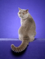 Picture of lilac British Shorthair, back view