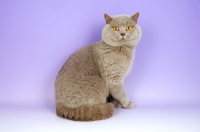 Picture of lilac british shorthair cat looking at camera