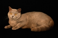 Picture of lilac british shorthair cat lying down
