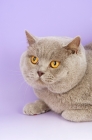 Picture of lilac british shorthair cat portrait