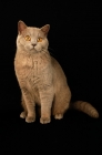 Picture of lilac british shorthair cat sitting 