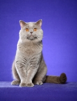 Picture of lilac British Shorthair on purple background